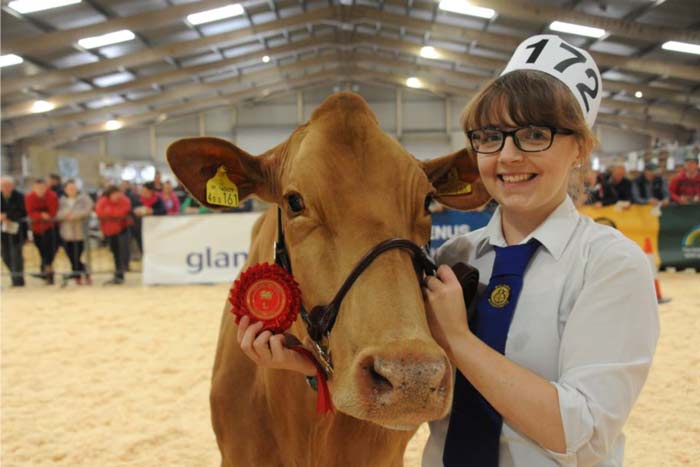 dairy-cow-at-the-welsh-dairy-show