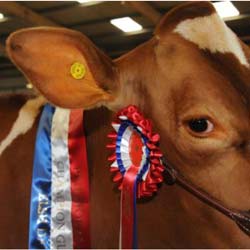 Dairy Show for Kids