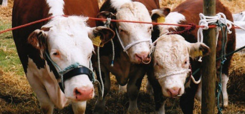 St Clears Agricultural Show